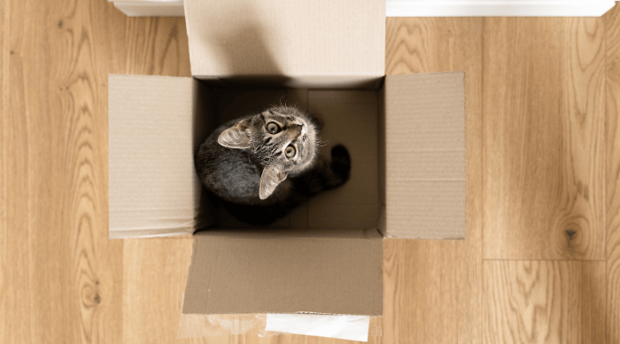 Tips for Moving Your Cat