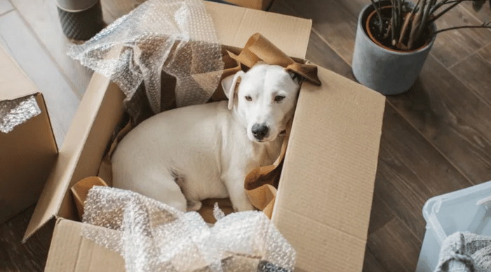 Tips for moving your dog